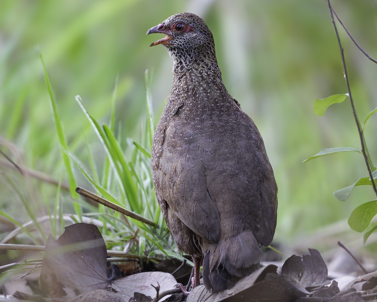 Stone Partridge - ML639120953