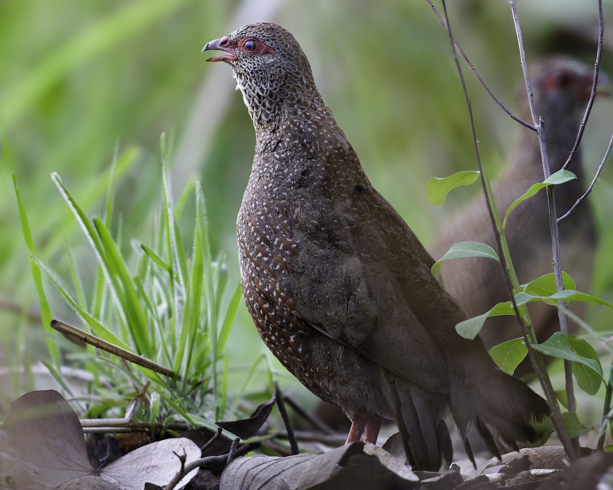 Stone Partridge - ML639120954
