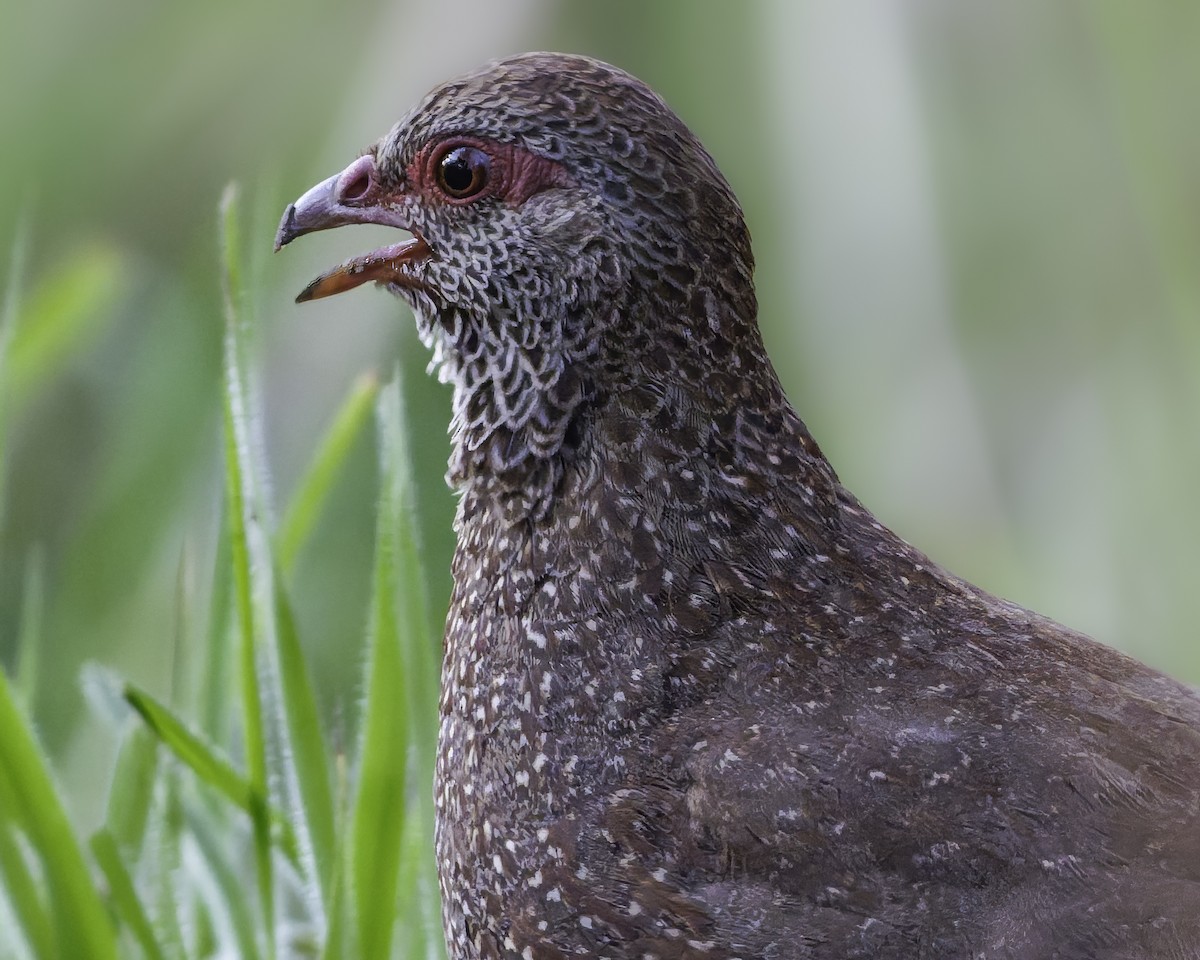 Stone Partridge - ML639120955