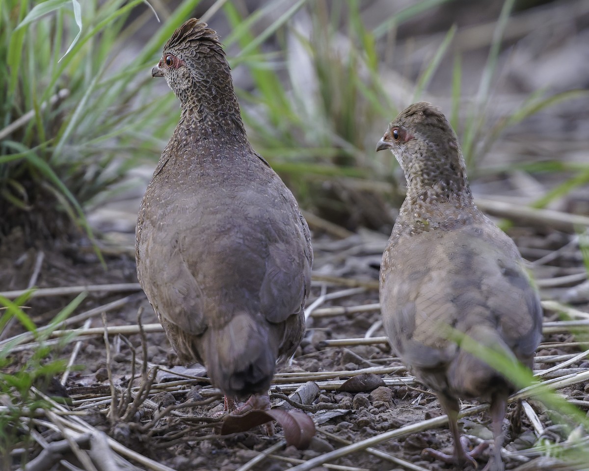 Stone Partridge - ML639120956