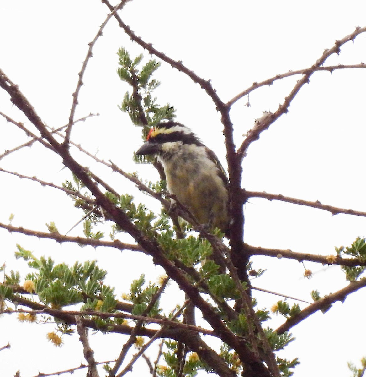 Red-fronted Barbet - ML639120962
