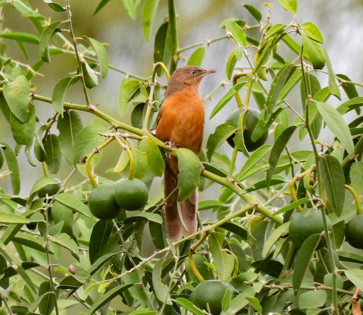 Rufous Chatterer - ML639120979