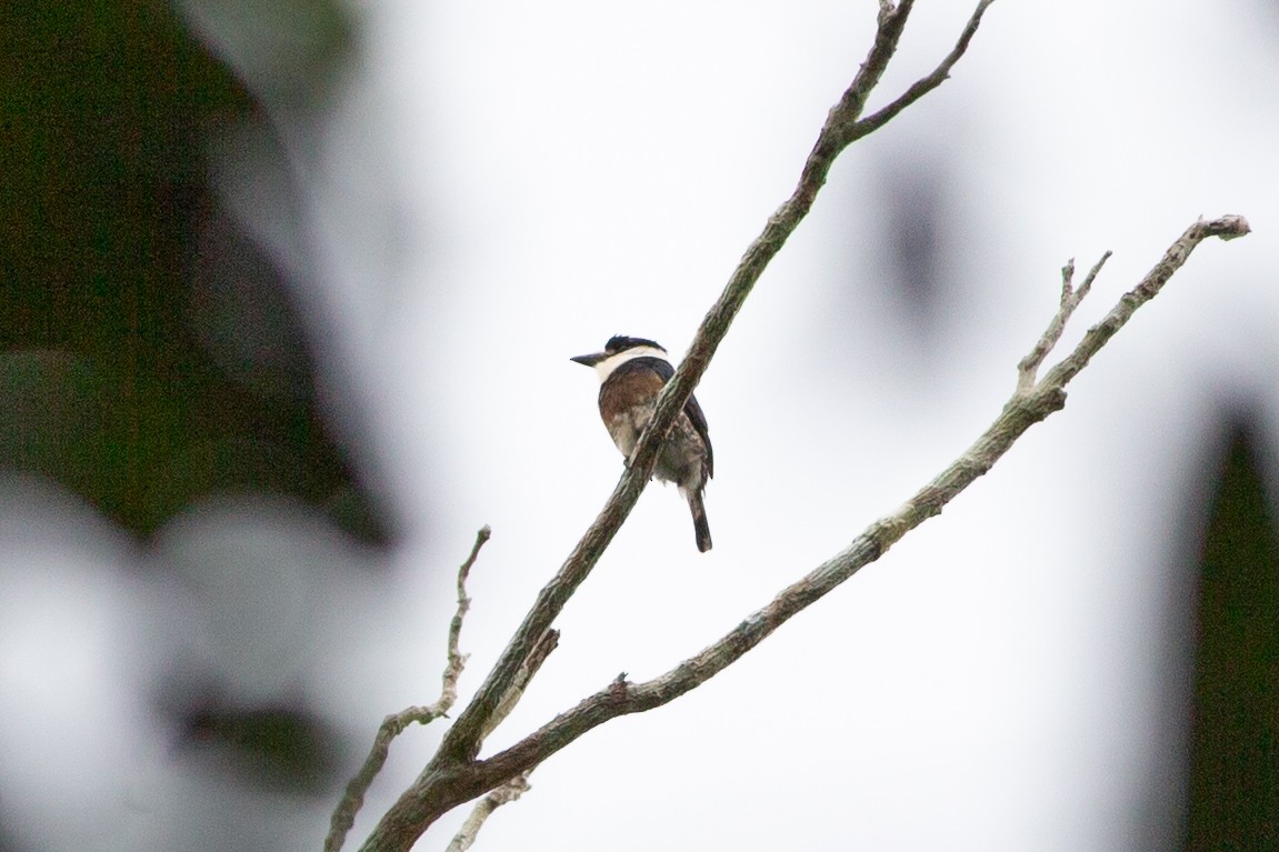 Brown-banded Puffbird - ML639120981