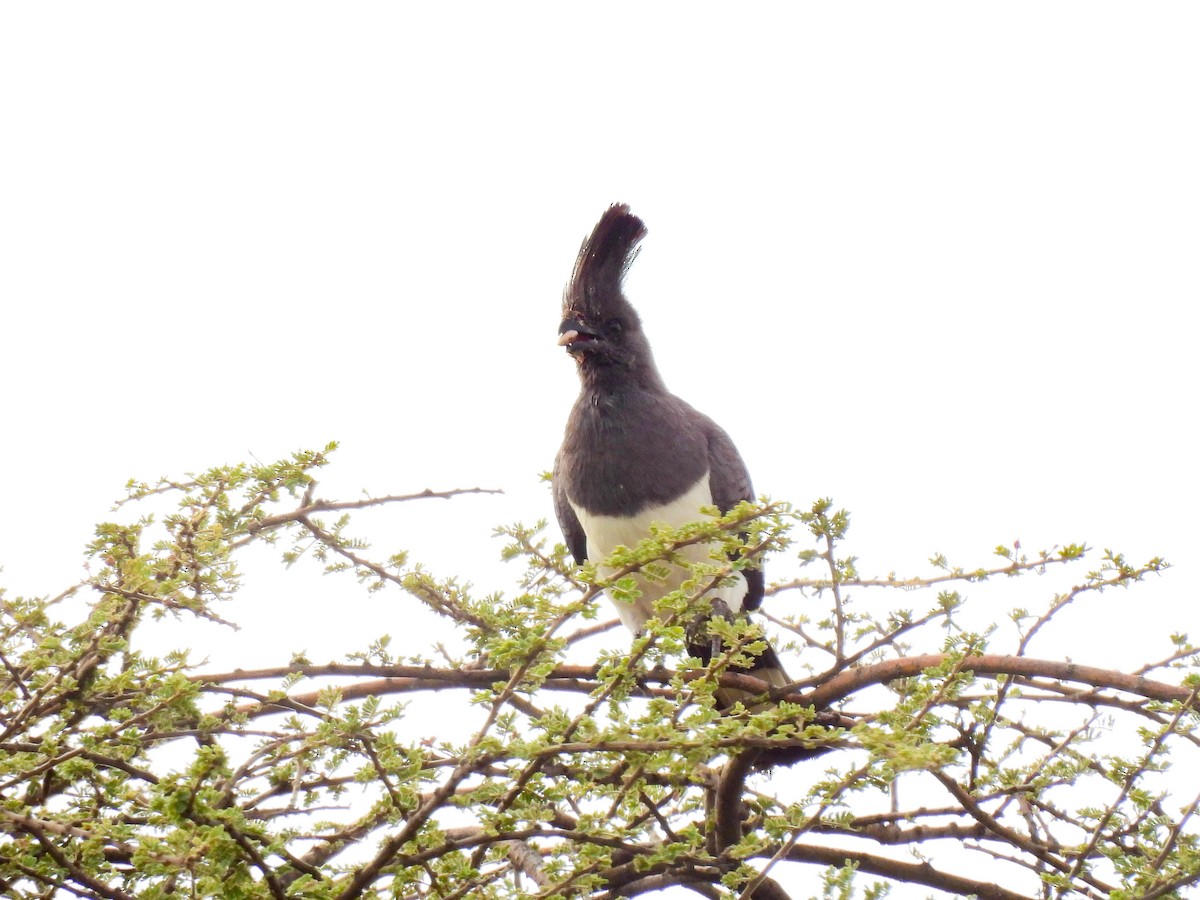 White-bellied Go-away-bird - ML639120986