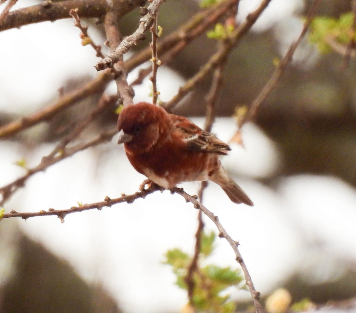 Chestnut Sparrow - ML639120997