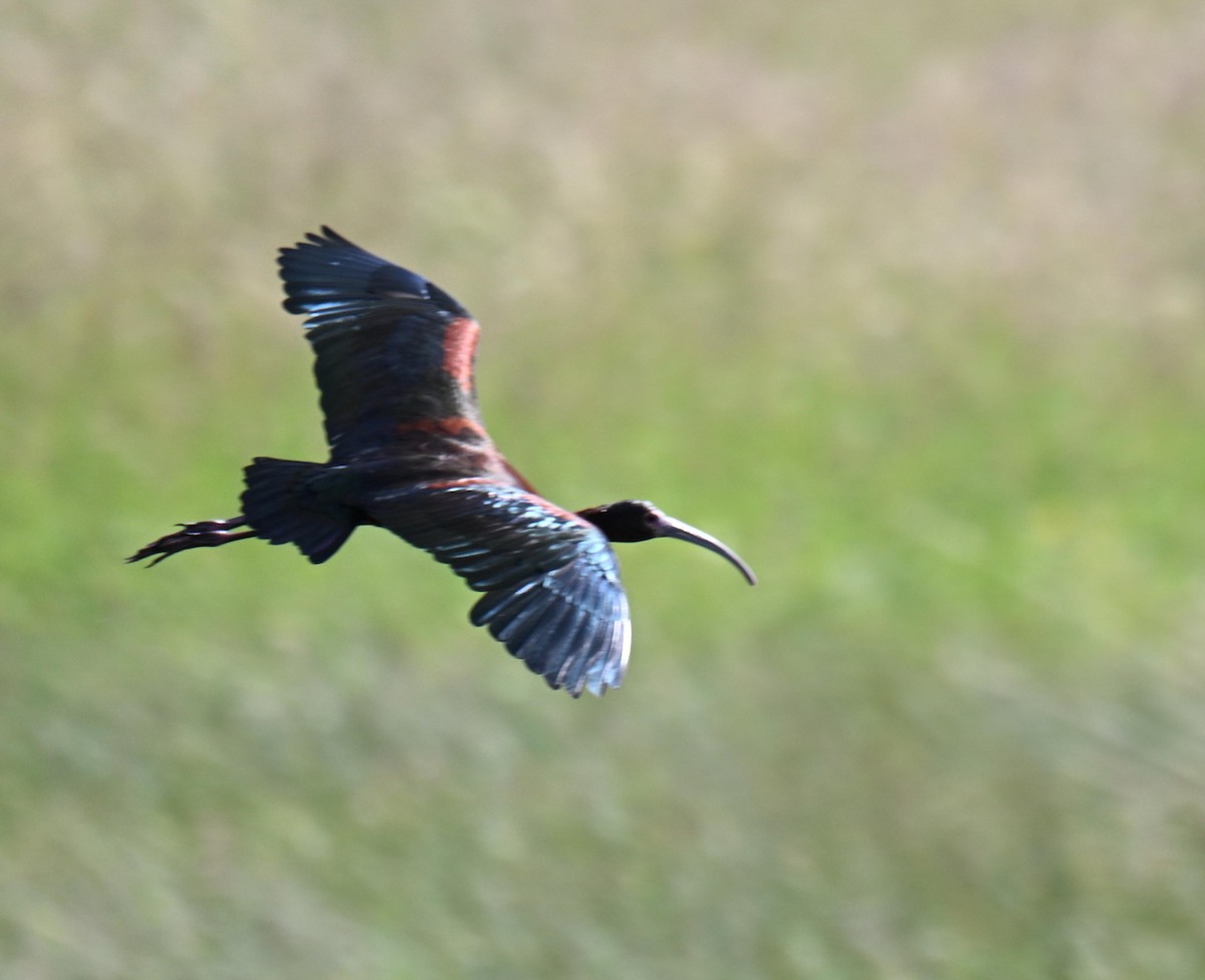 White-faced Ibis - ML639120999