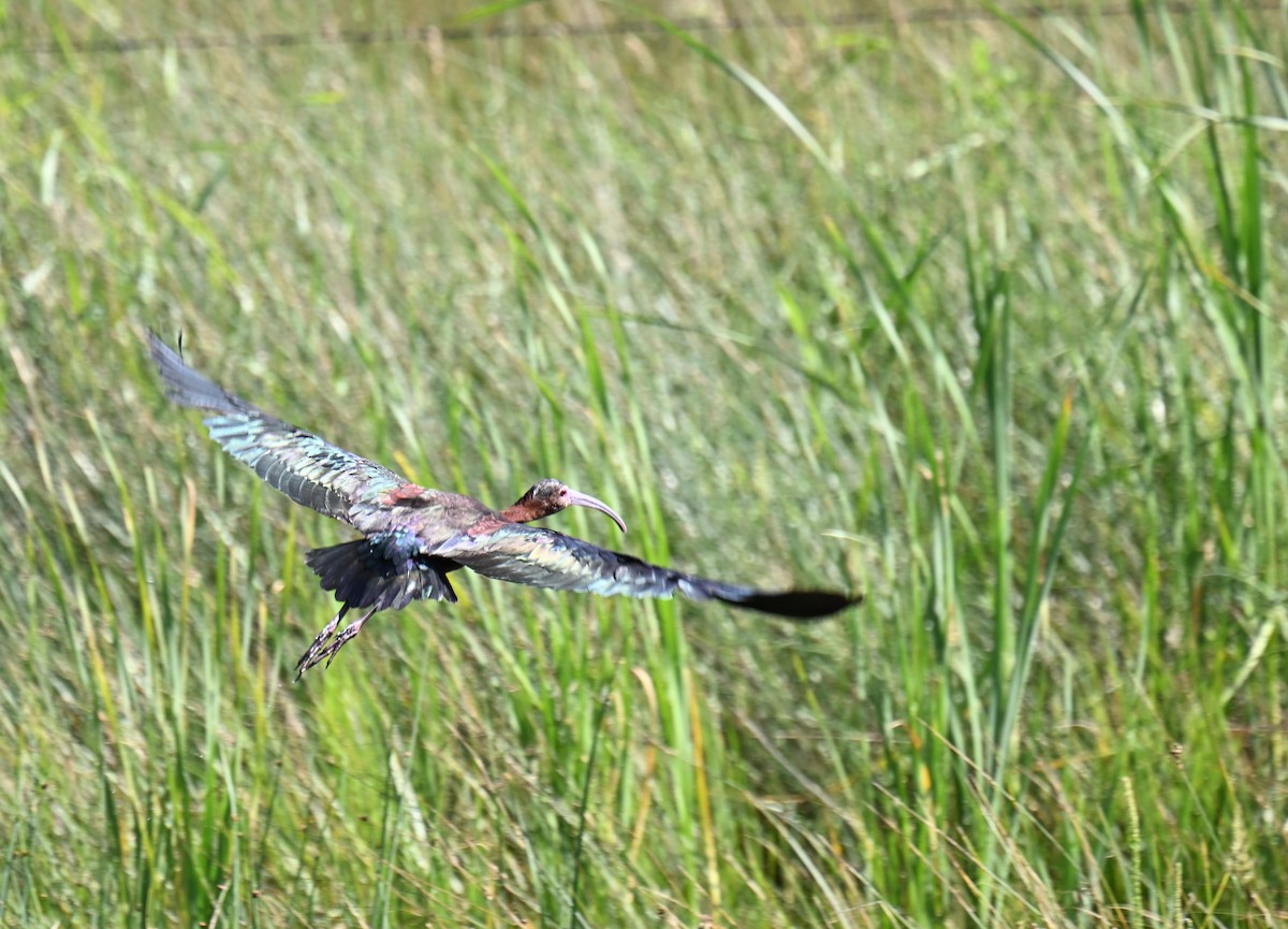 White-faced Ibis - ML639121000