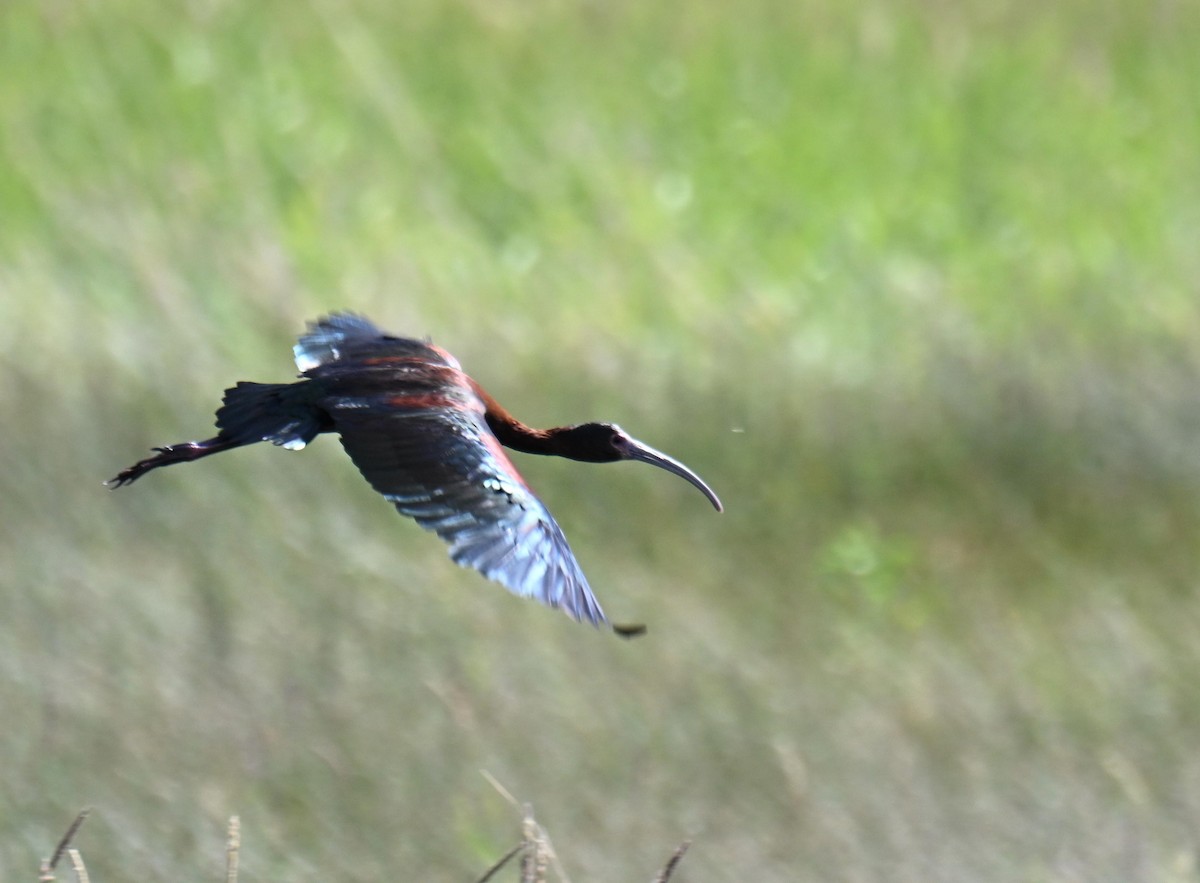 White-faced Ibis - ML639121001