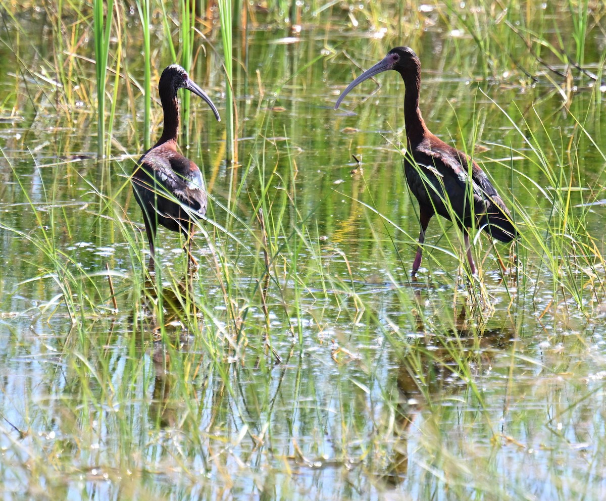 White-faced Ibis - ML639121002