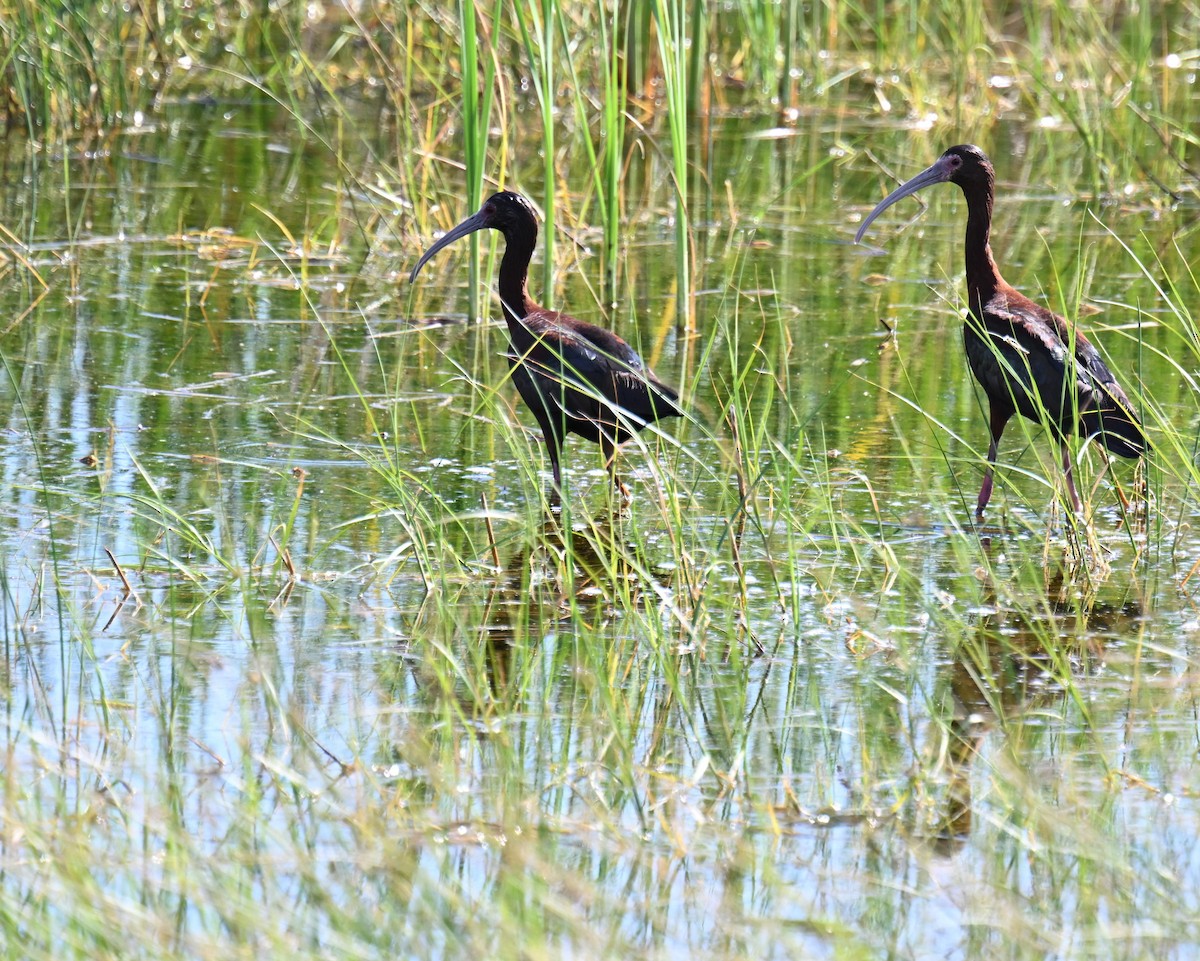 White-faced Ibis - ML639121003