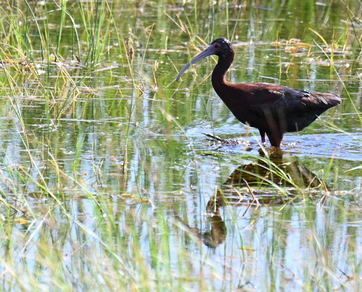 White-faced Ibis - ML639121004