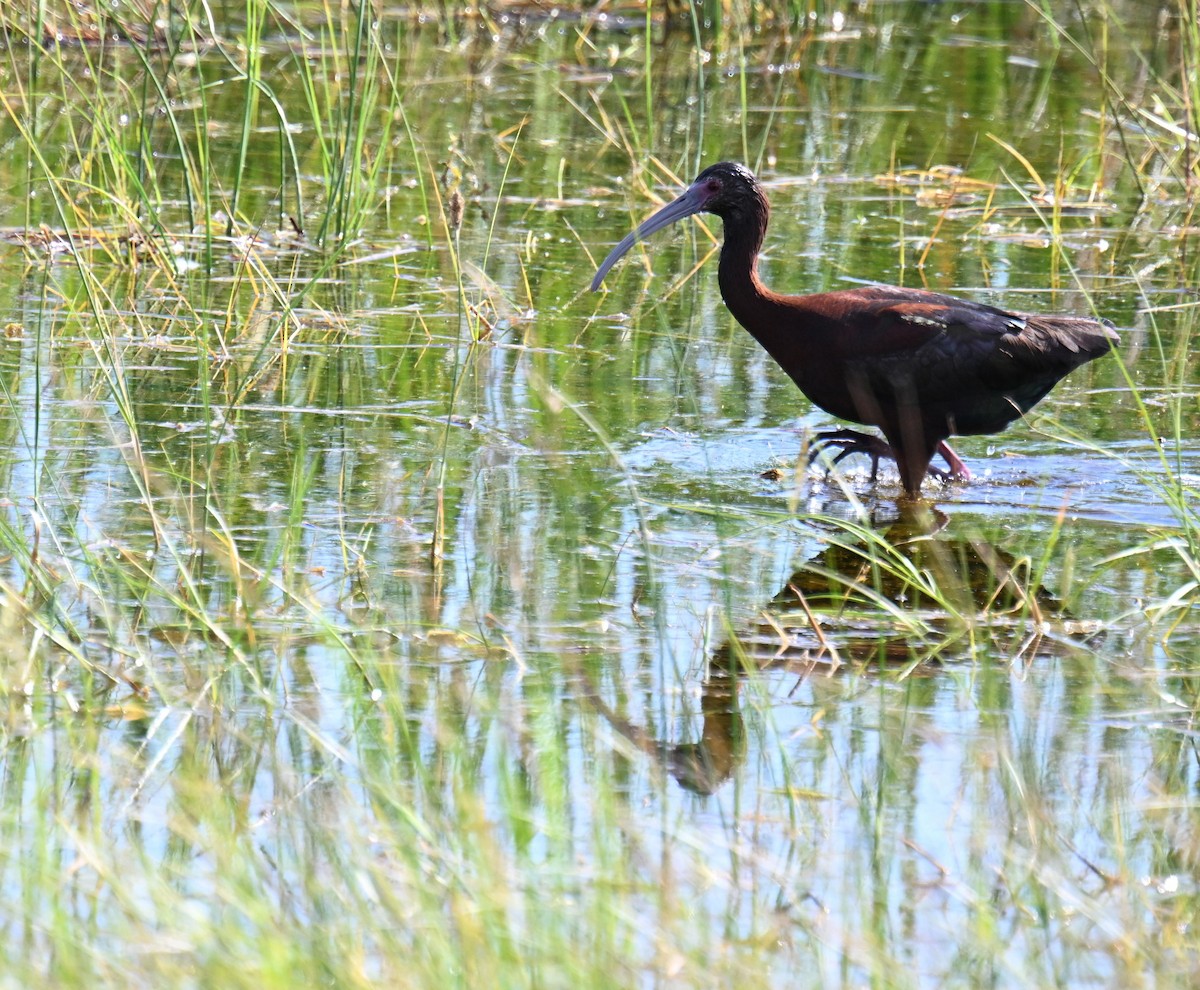 White-faced Ibis - ML639121006