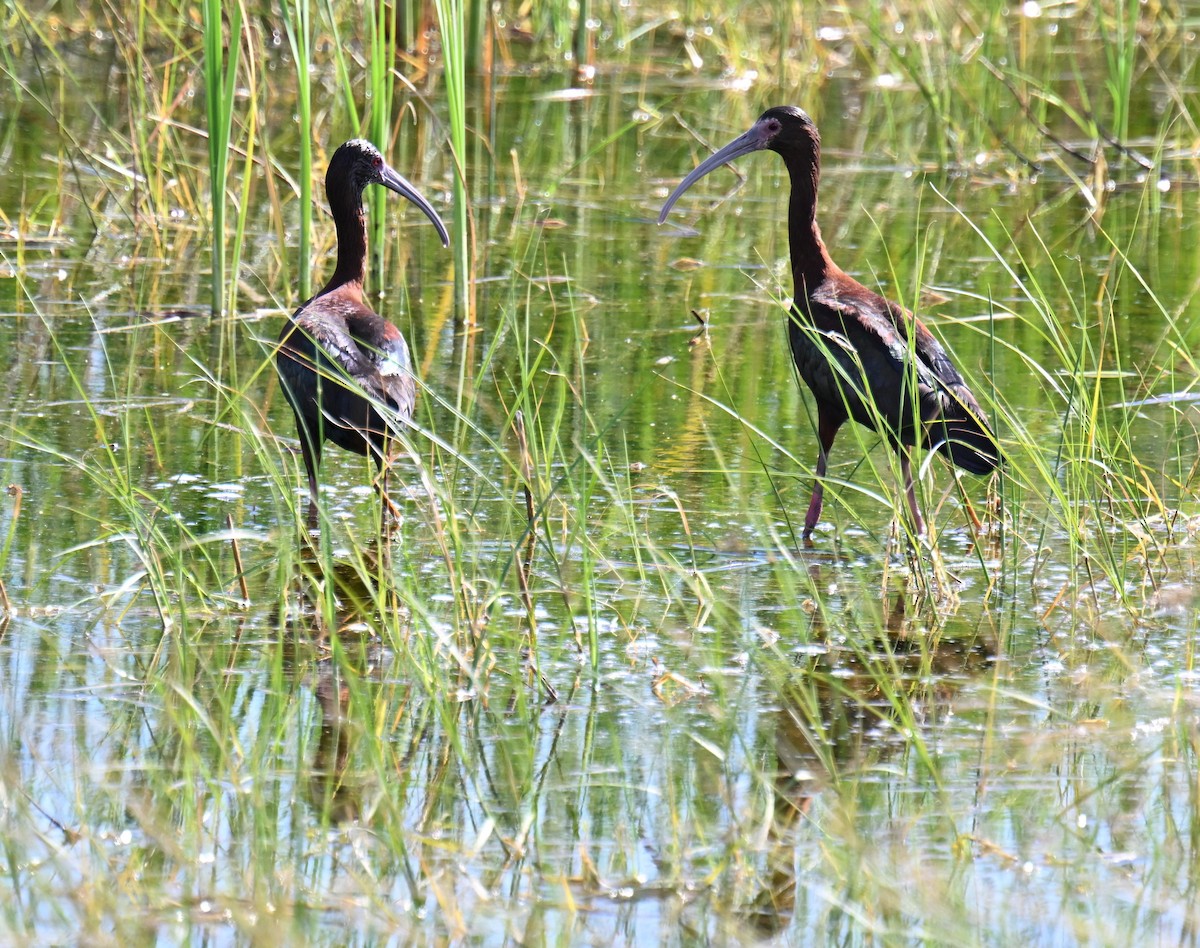 White-faced Ibis - ML639121008