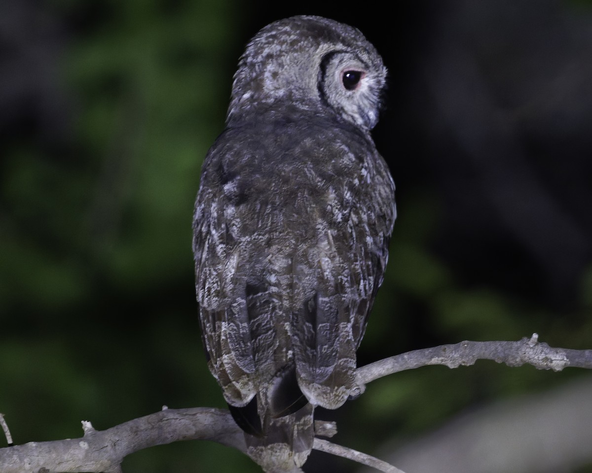 Grayish Eagle-Owl - ML639121058