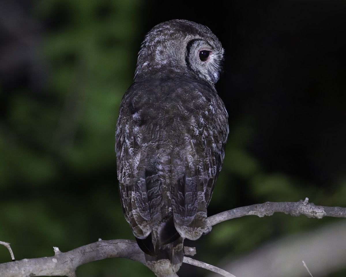 Grayish Eagle-Owl - ML639121059