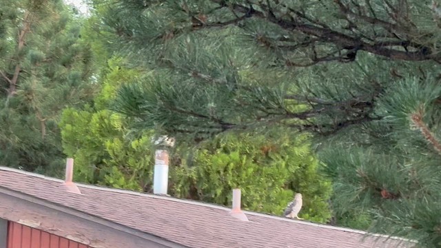 Cooper's Hawk - ML639121067
