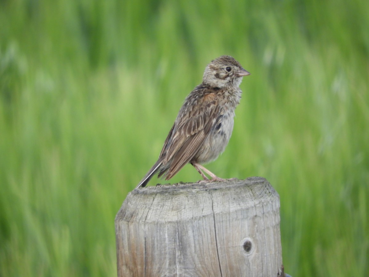 Vesper Sparrow - ML639121080