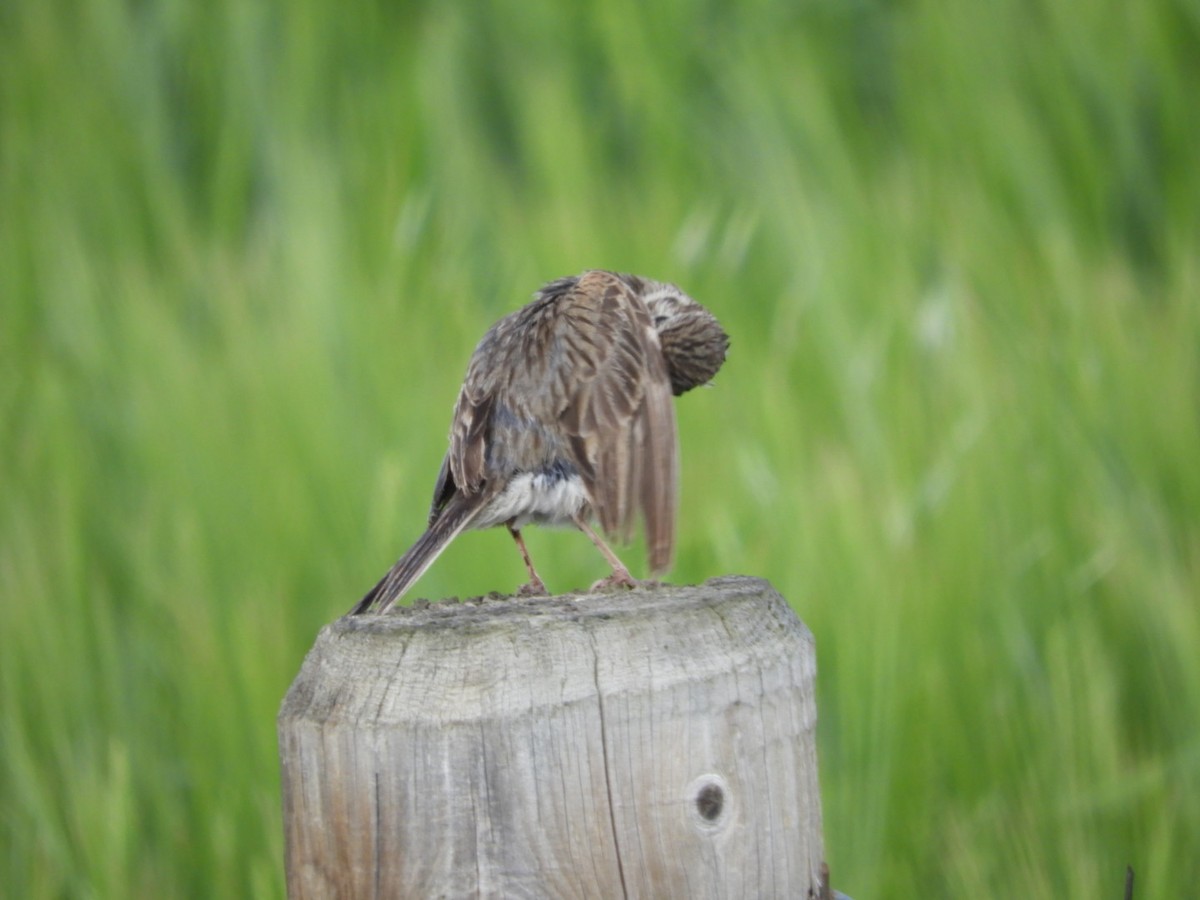 Vesper Sparrow - ML639121081