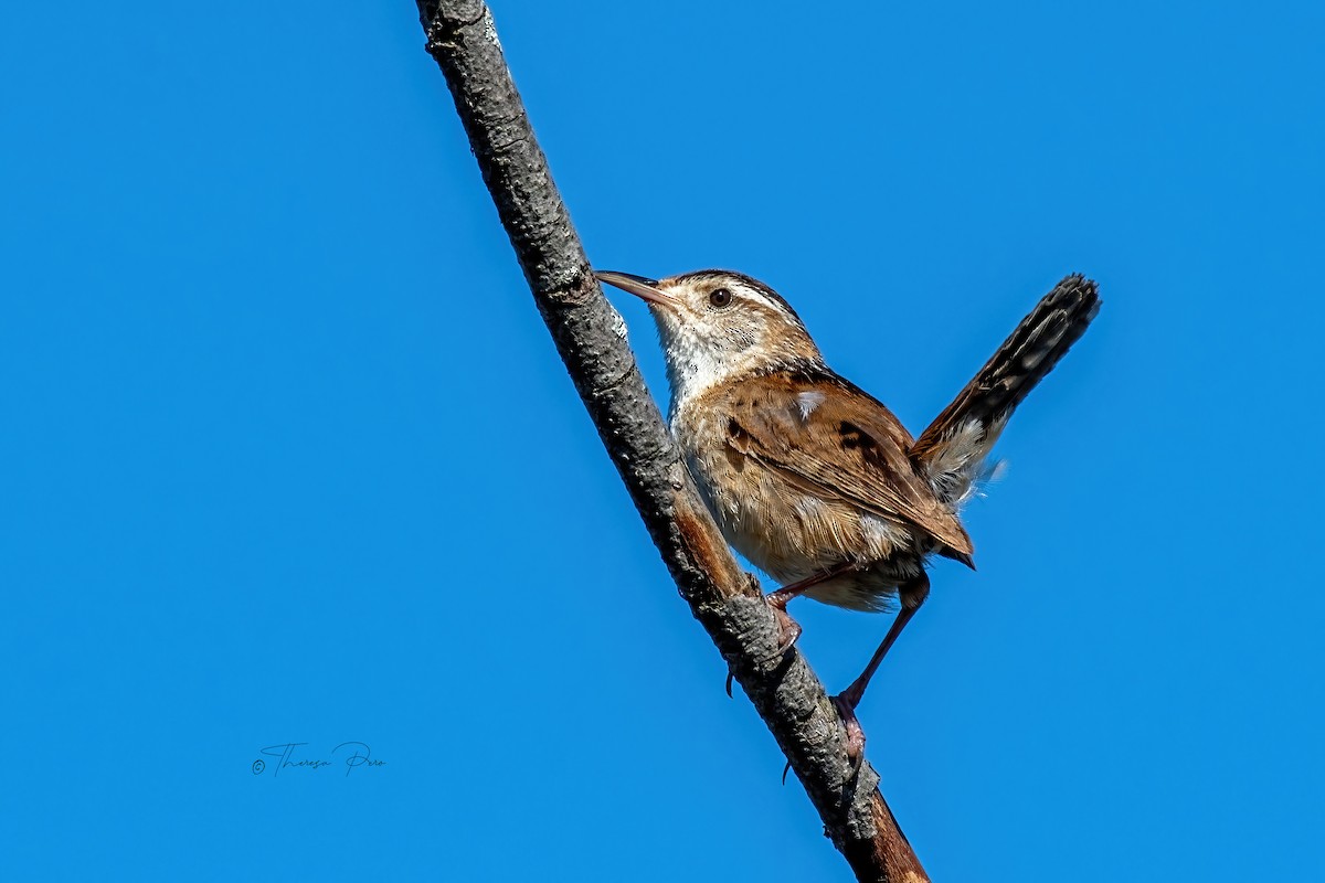 Marsh Wren - ML639121113