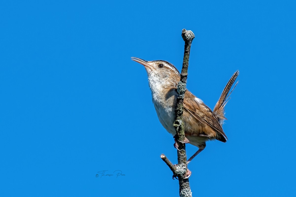 Marsh Wren - ML639121114