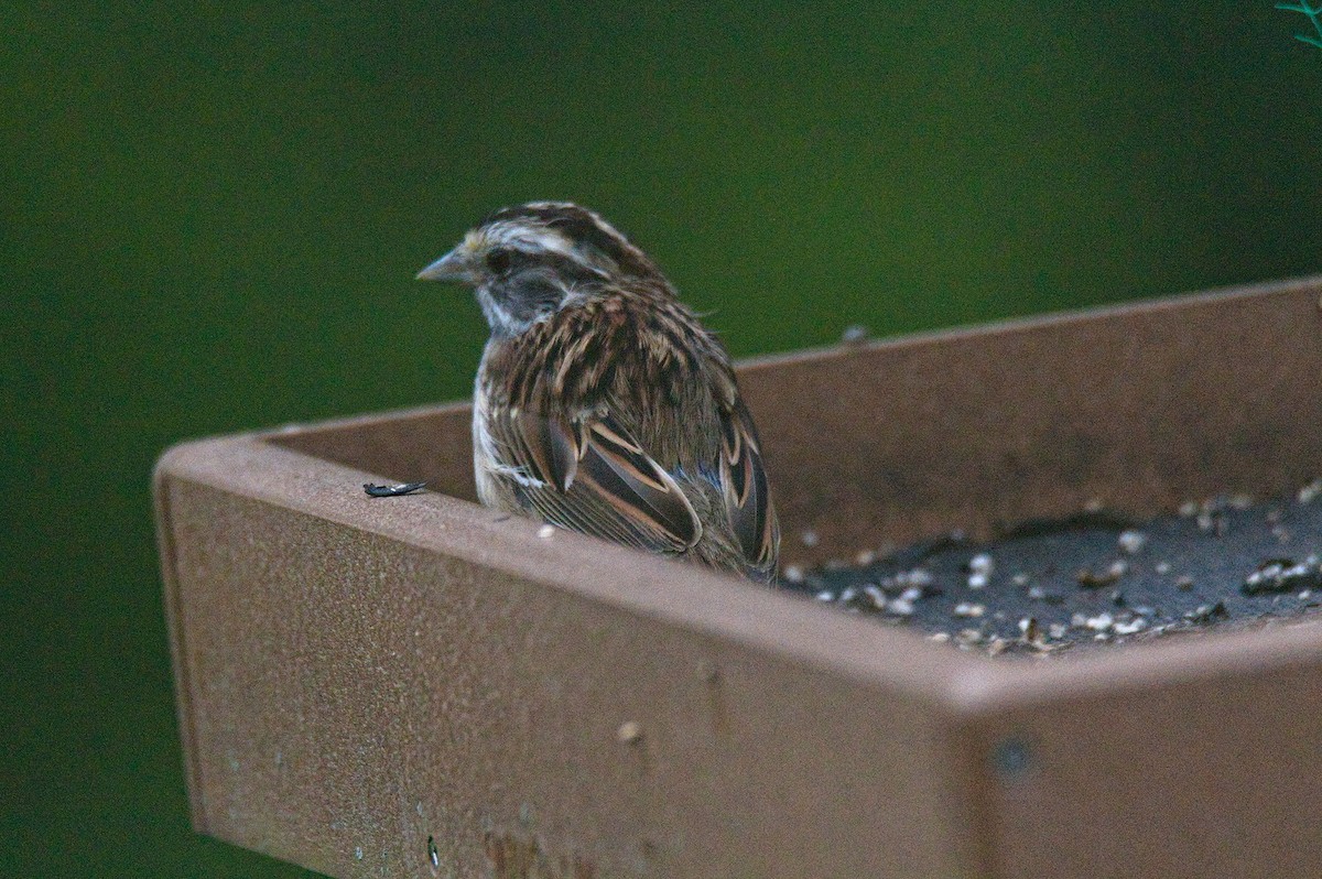 White-throated Sparrow - ML639121190