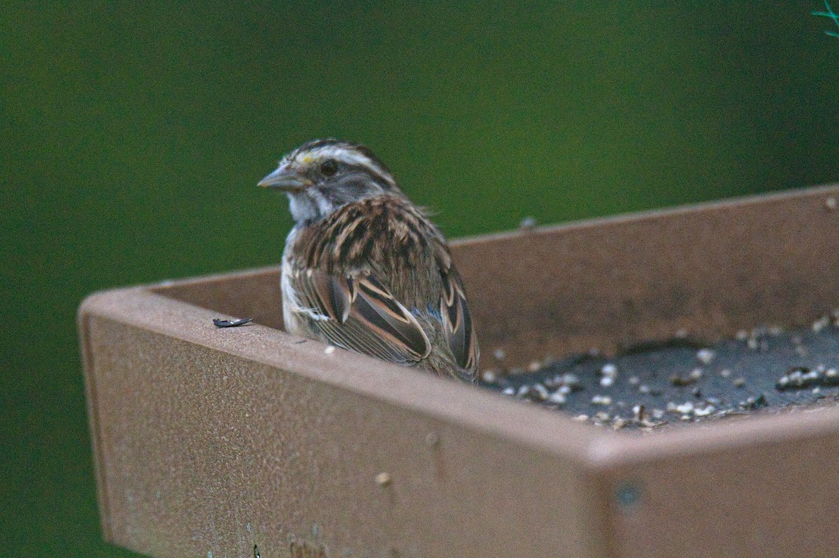 White-throated Sparrow - ML639121191