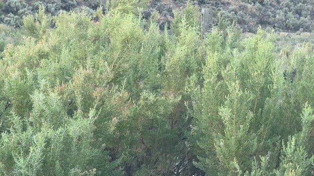 Bushtit - ML639121197