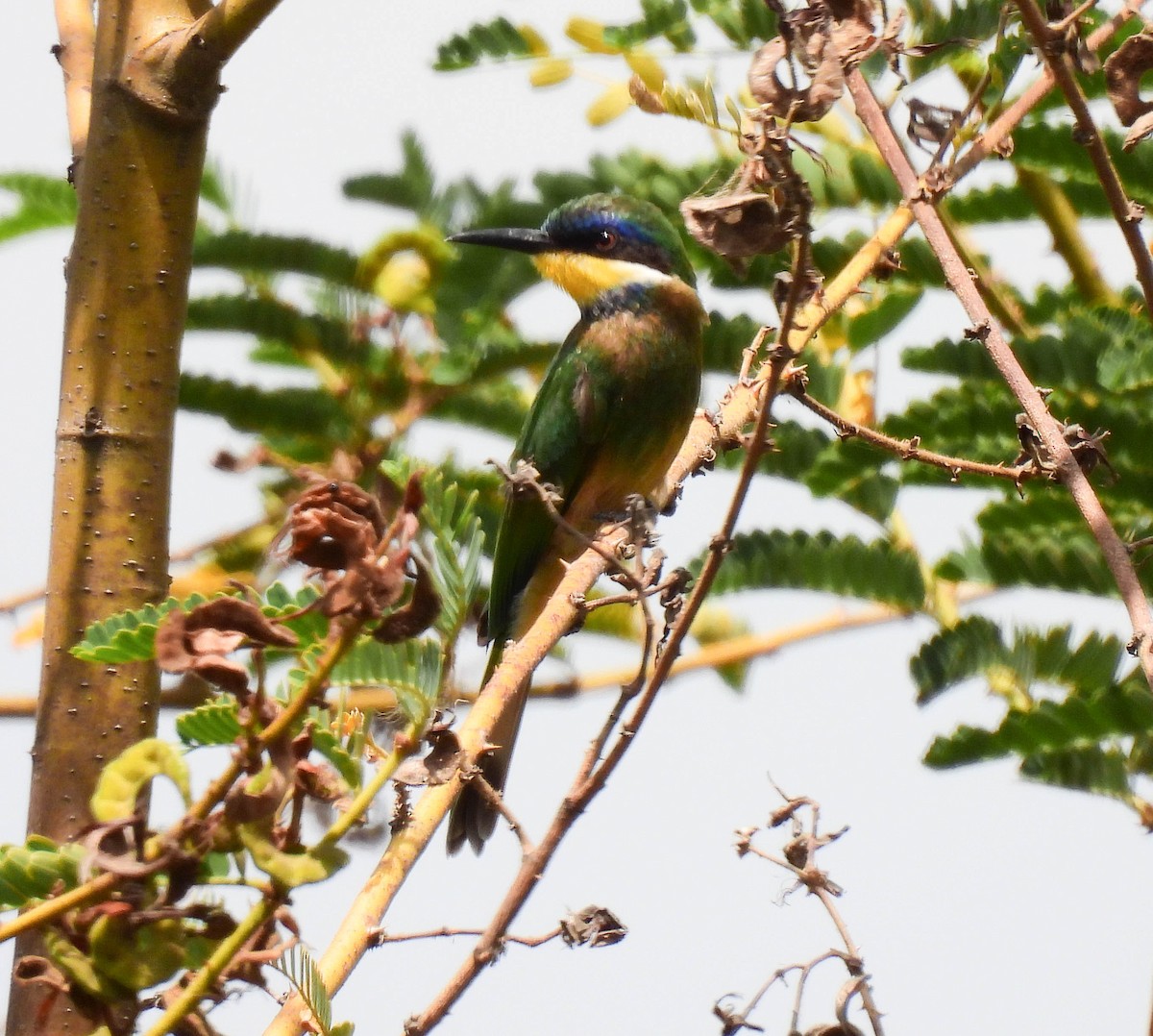 Ethiopian Bee-eater - ML639121271