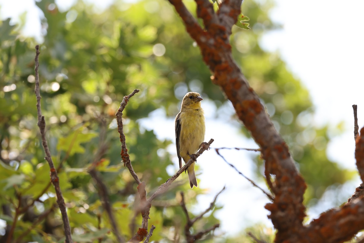 Lesser Goldfinch - ML639121376