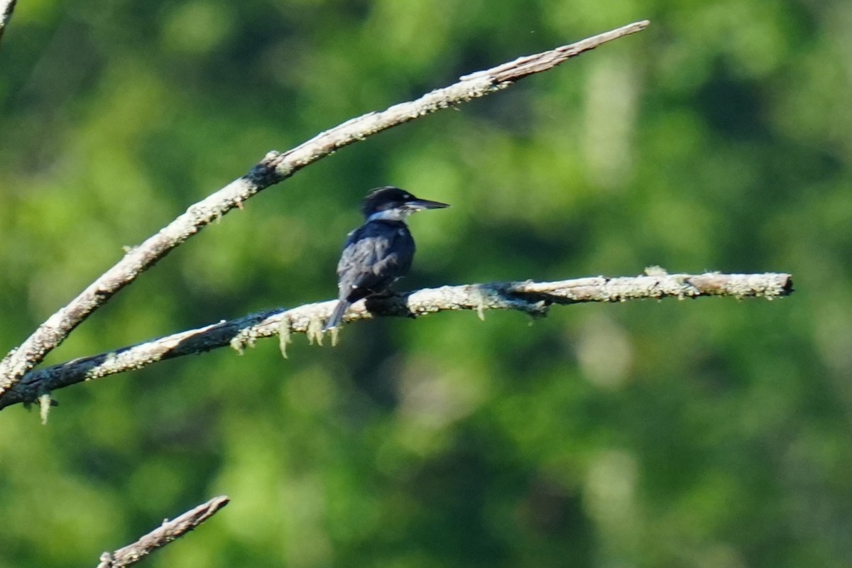 Belted Kingfisher - ML639121402