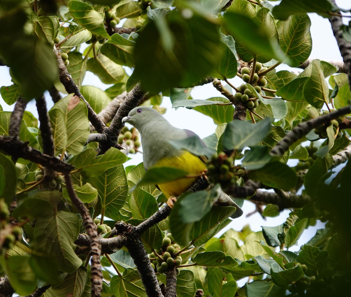 Bruce's Green-Pigeon - ML639121404