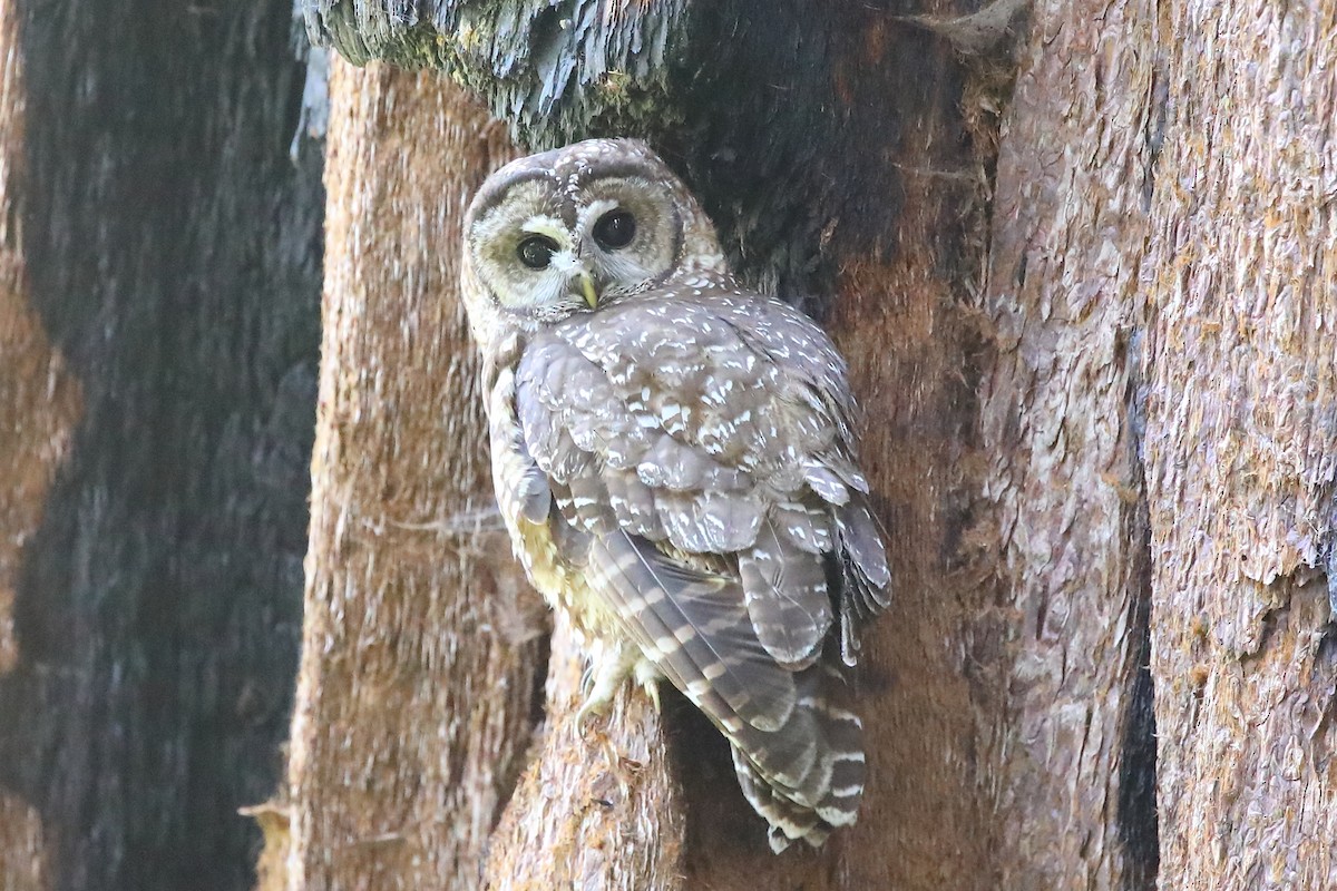 ニシアメリカフクロウ - ML639121818
