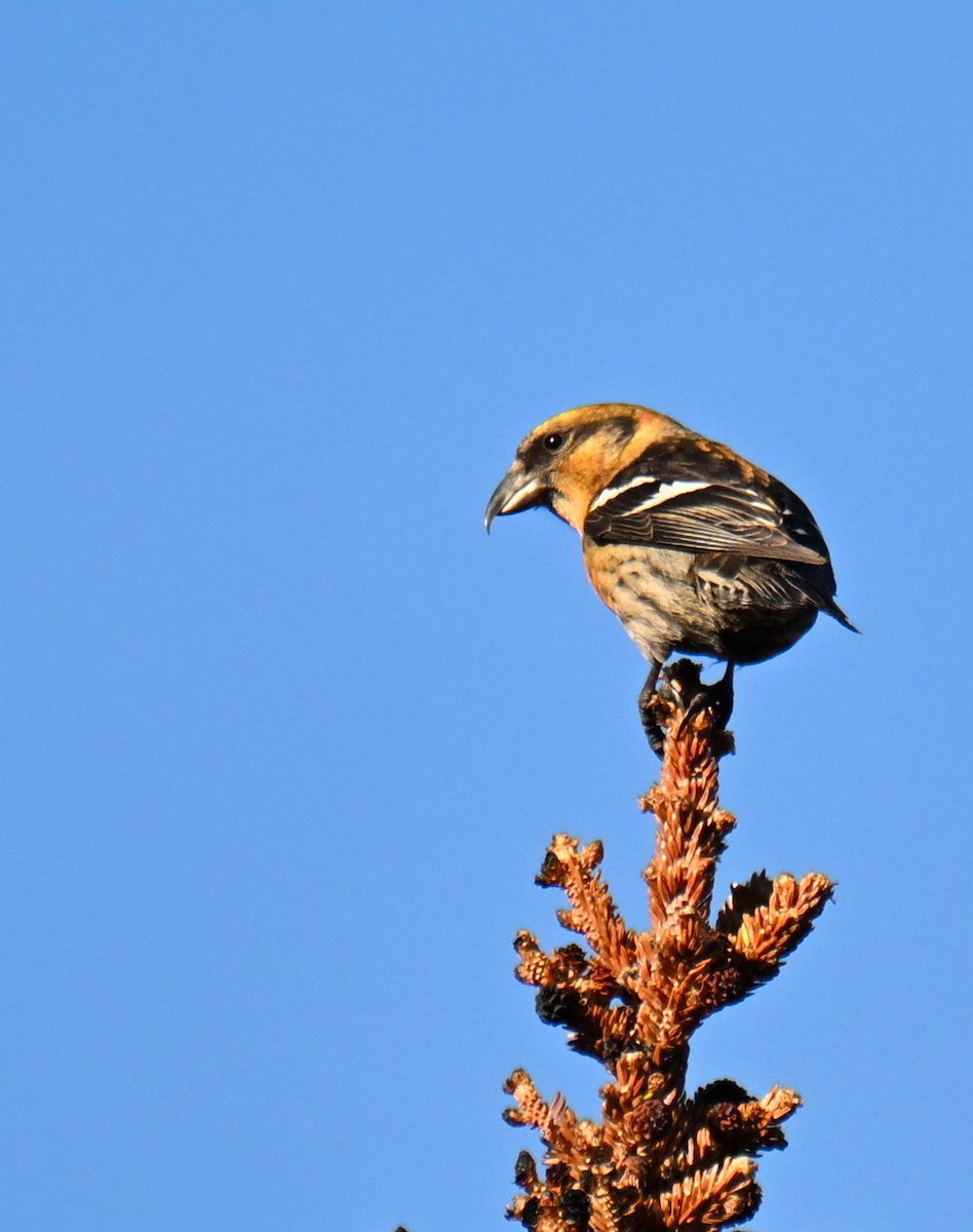 White-winged Crossbill - ML639121948