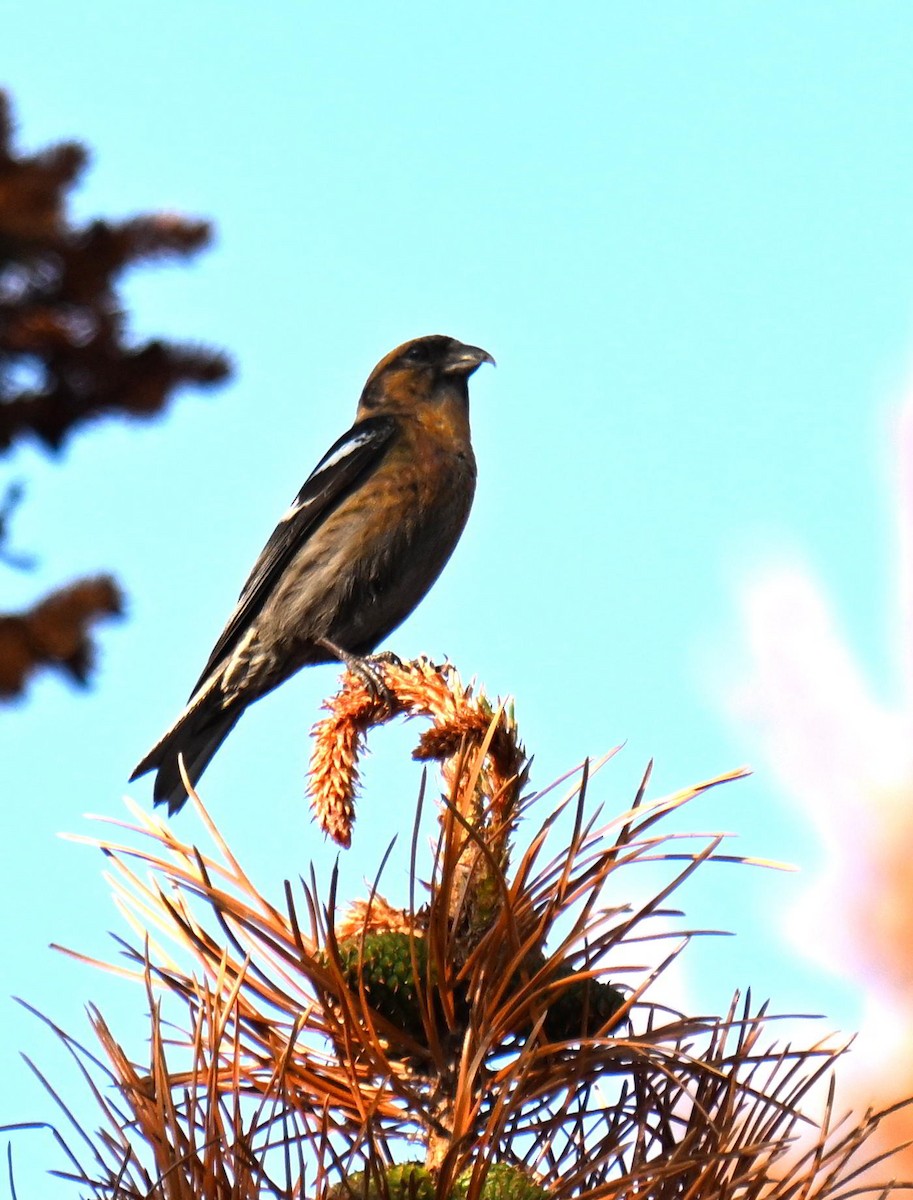 White-winged Crossbill - ML639121949