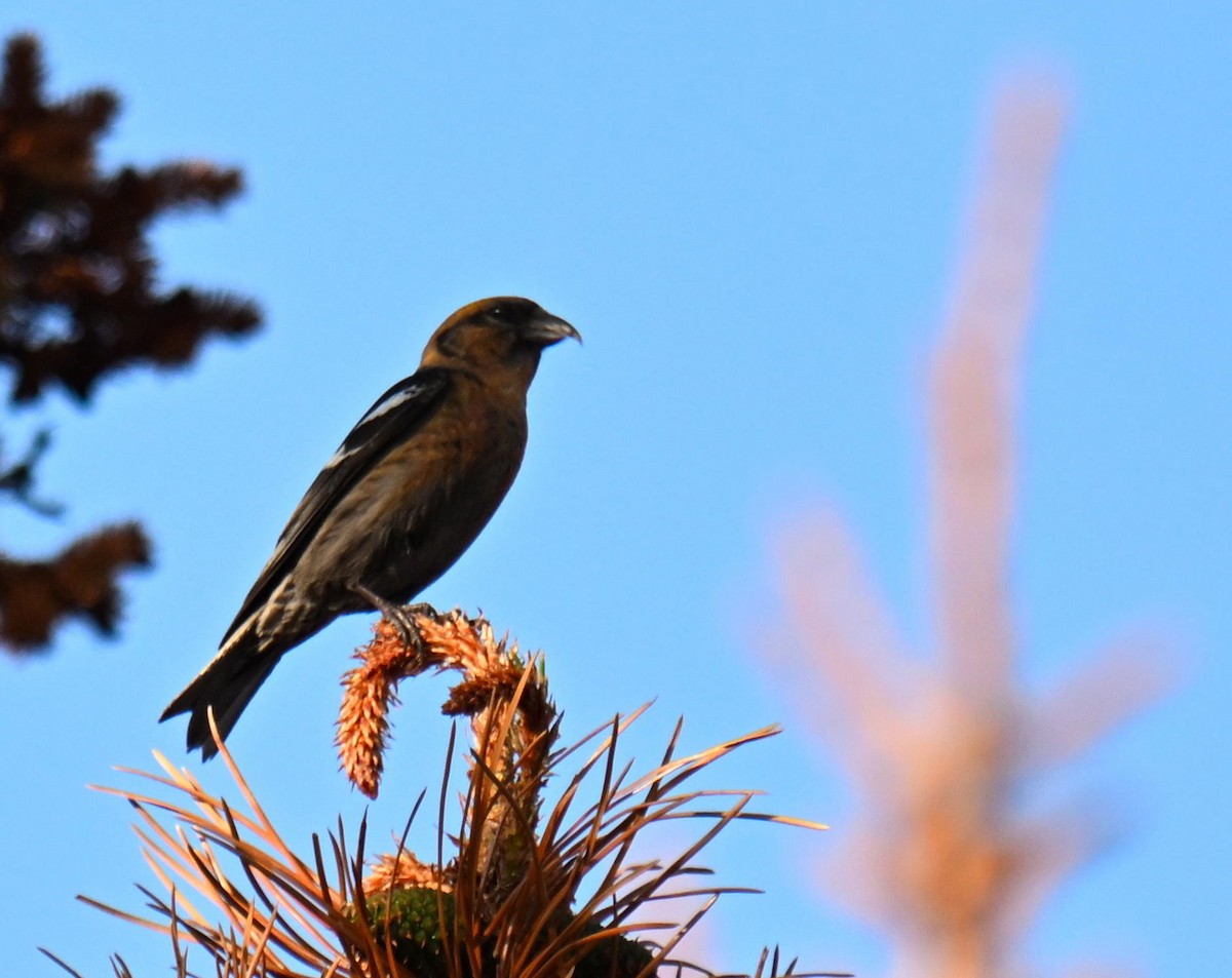 White-winged Crossbill - ML639121950