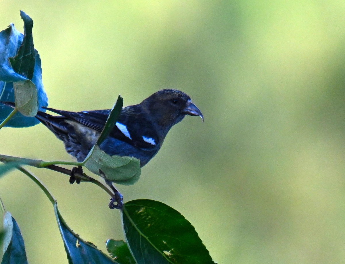 White-winged Crossbill - ML639121951