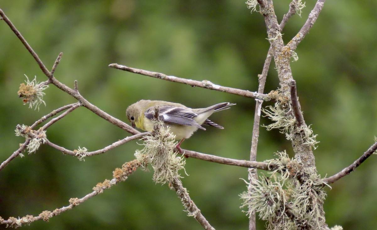 American Goldfinch - ML639121954