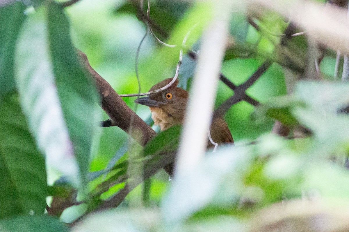 Chestnut-crowned Foliage-gleaner - ML639122009
