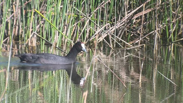 Red-knobbed Coot - ML639122146