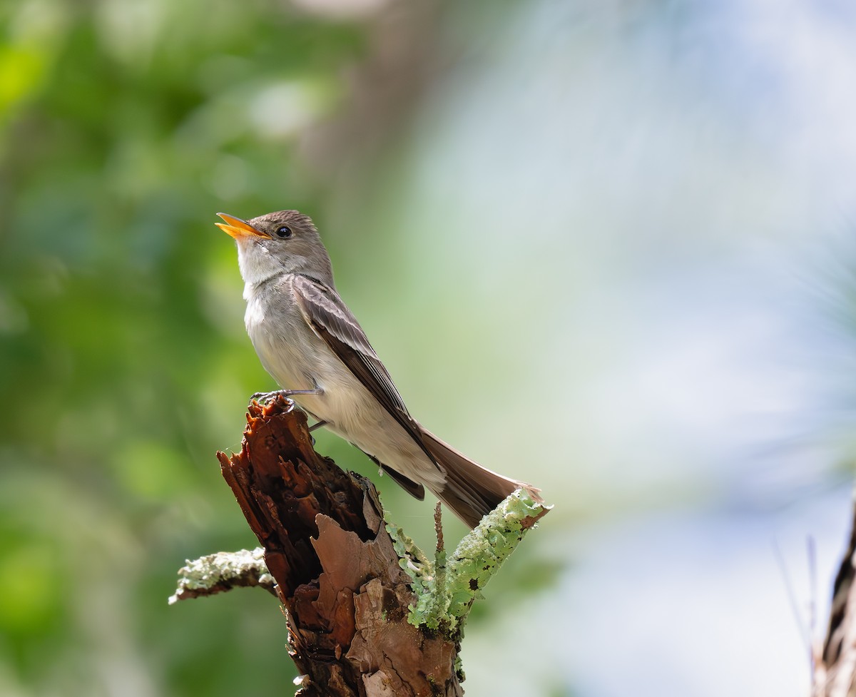 Eastern Wood-Pewee - ML639122270