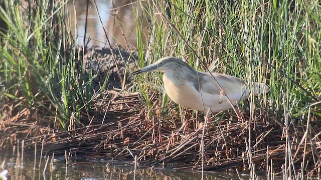 Squacco Heron - ML639122293