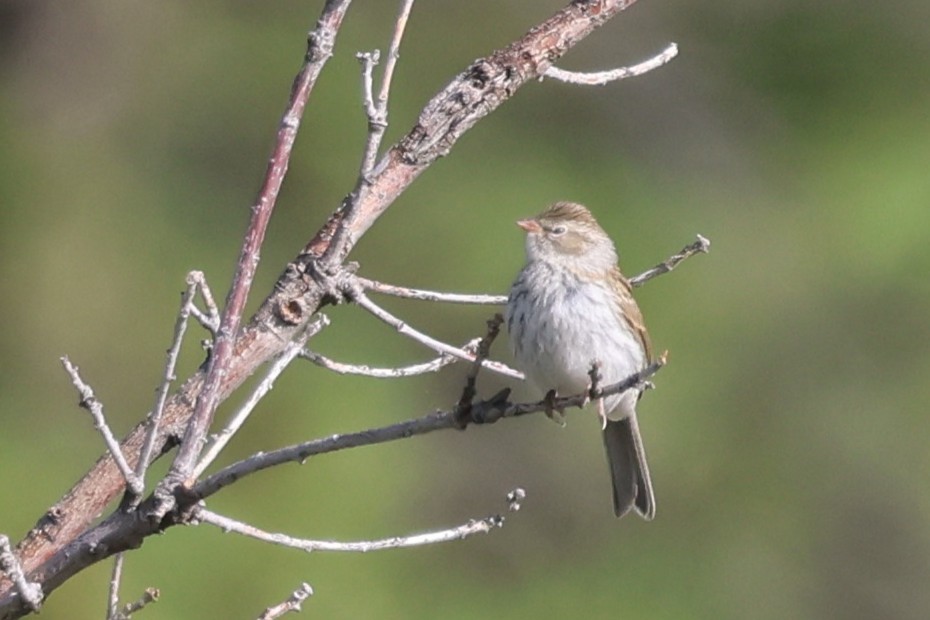 Chipping Sparrow - ML639122370