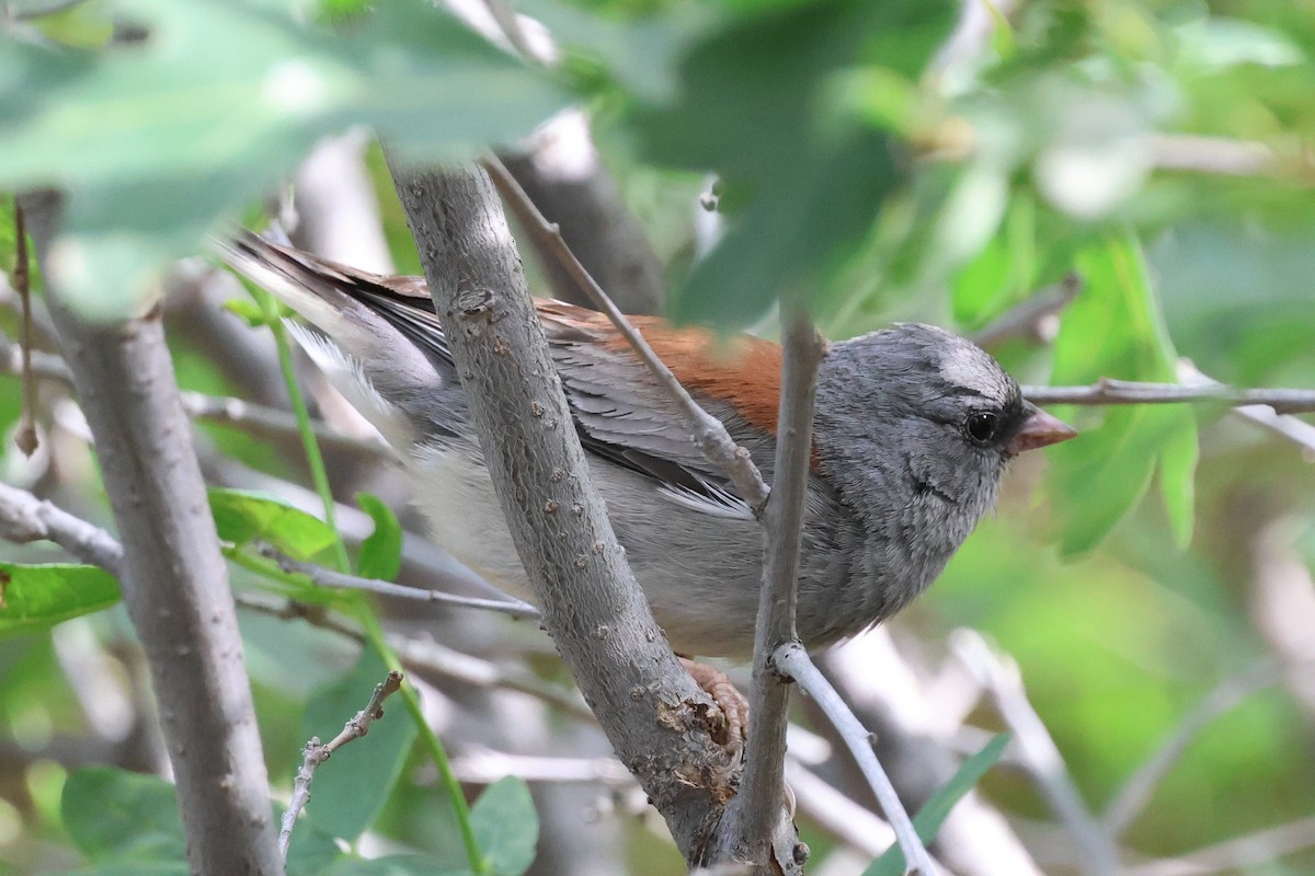 Dark-eyed Junco (Gray-headed) - ML639122396