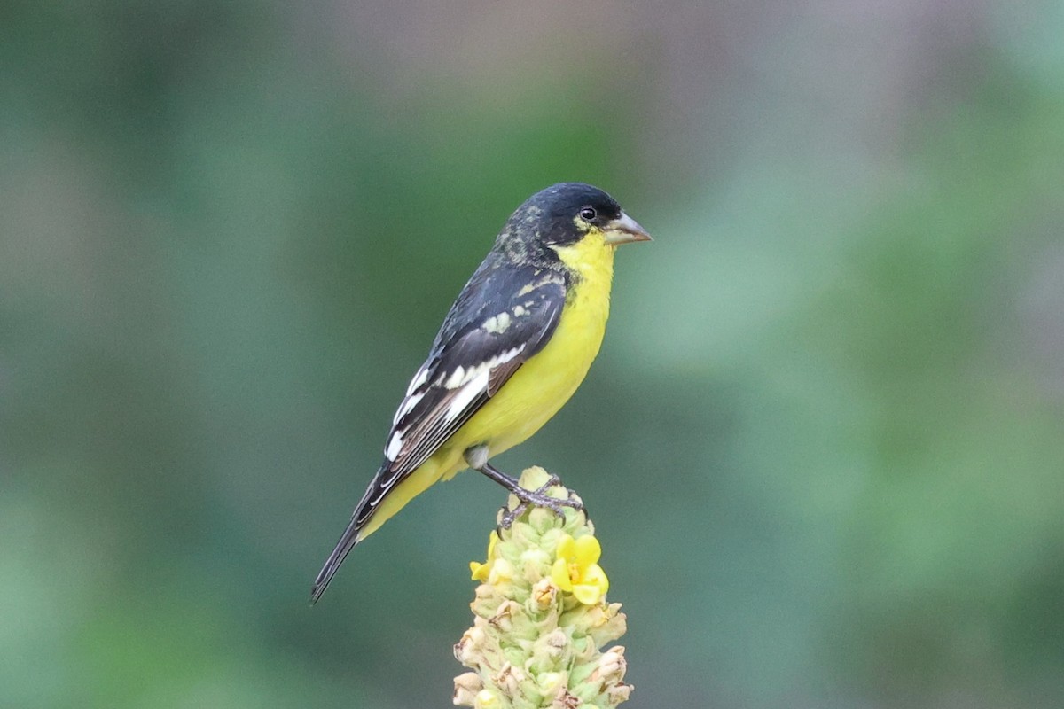 Lesser Goldfinch - ML639122398