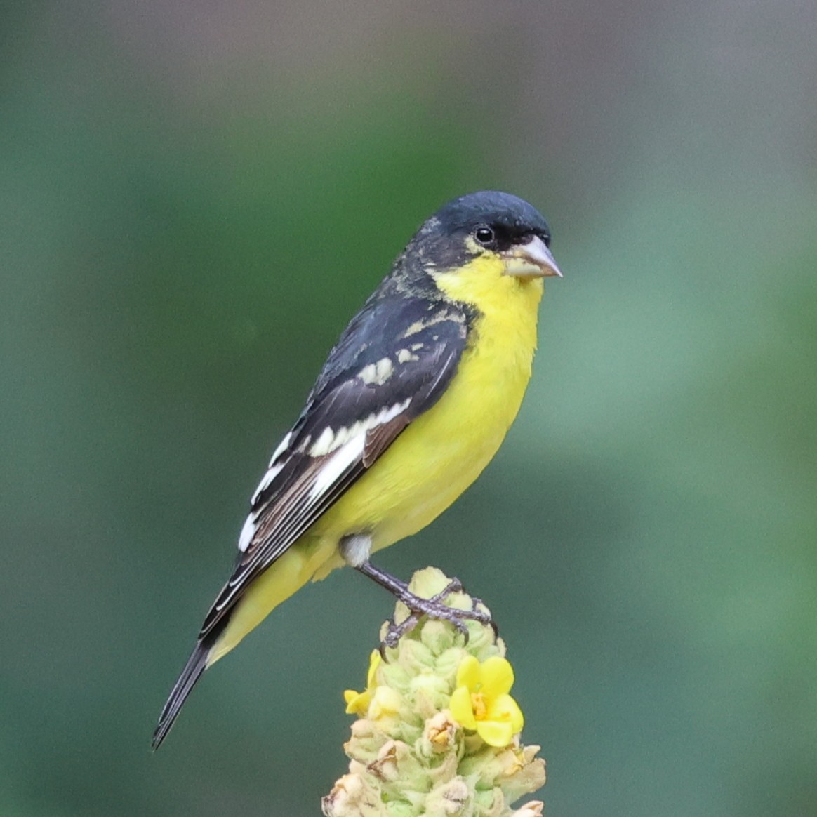 Lesser Goldfinch - ML639122399