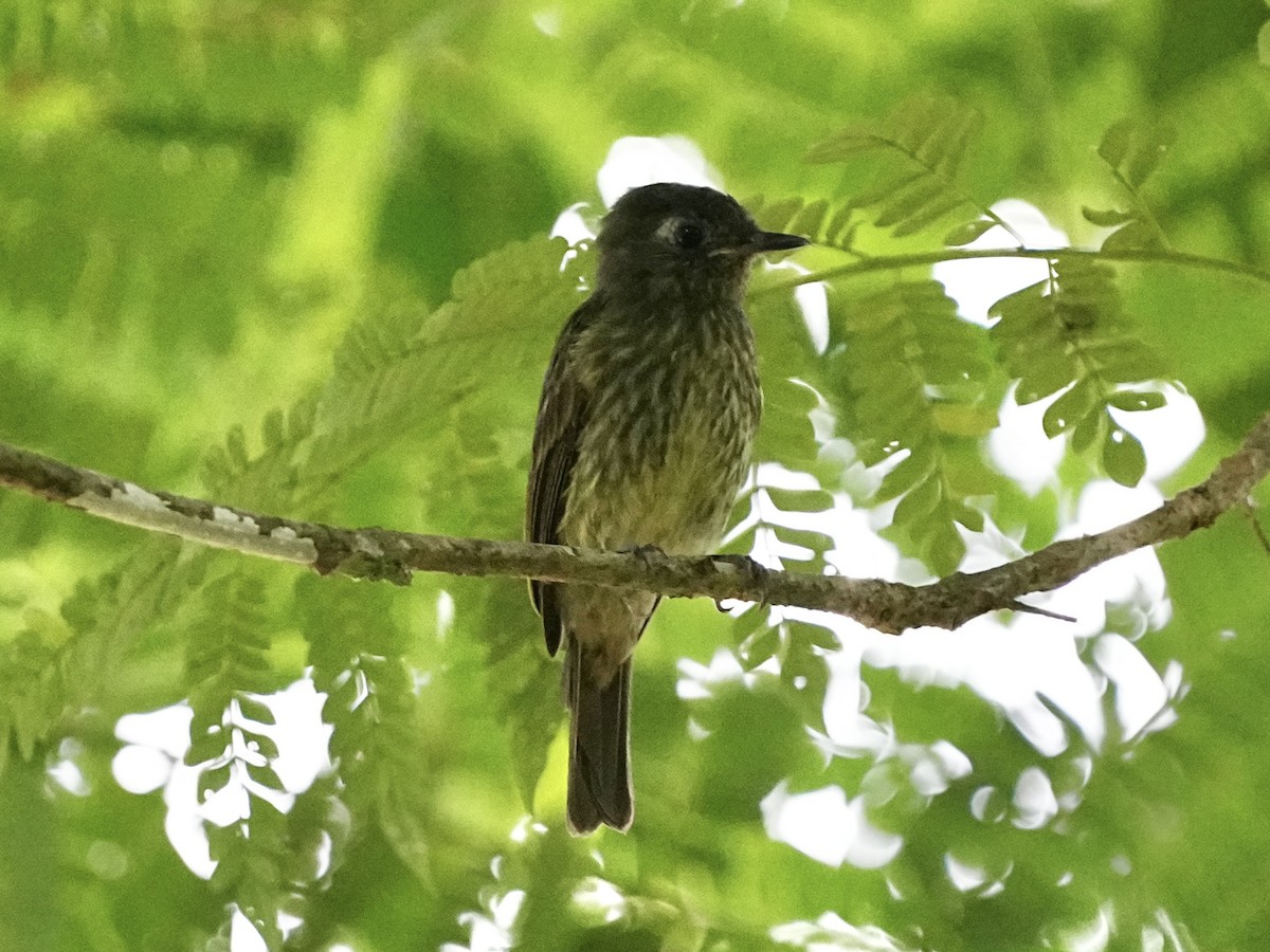 Olive-striped Flycatcher - ML639122531