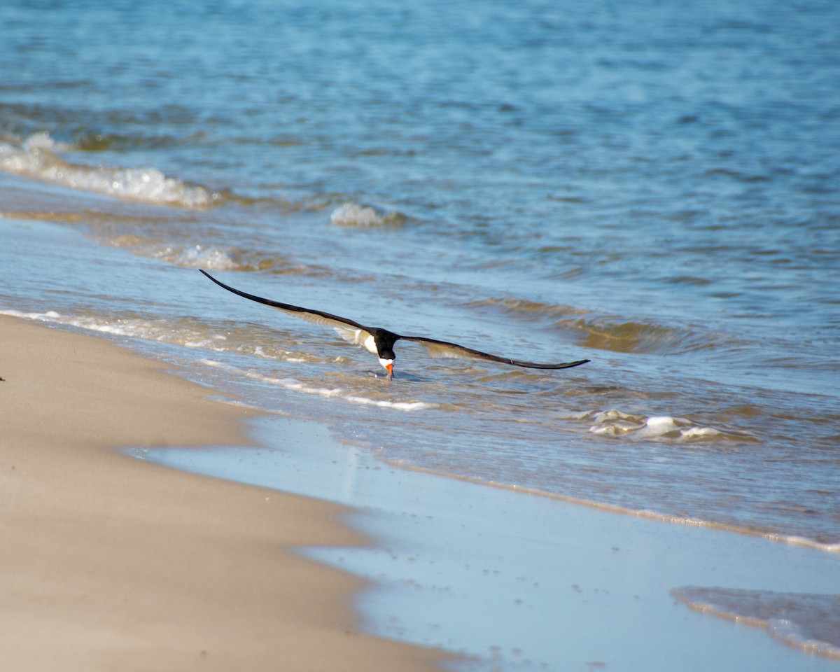 Black Skimmer - ML639122564
