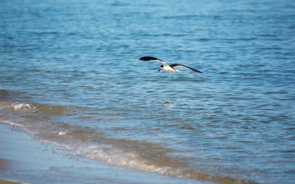 Black Skimmer - ML639122566