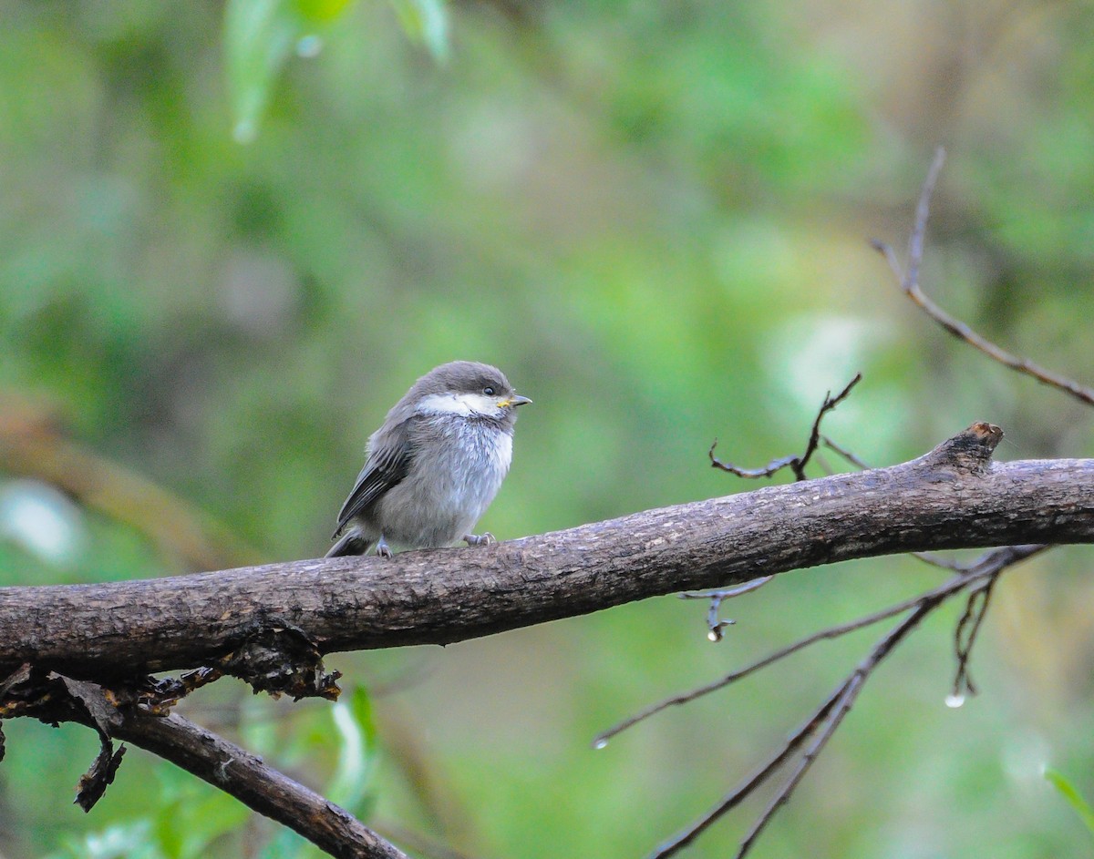 Gray-headed Chickadee - ML639122583