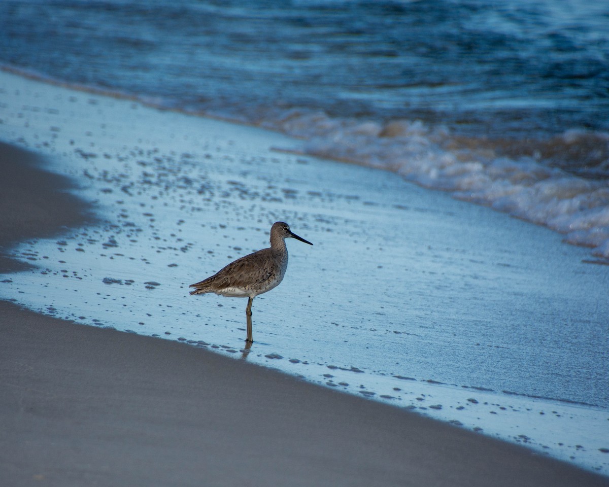 Willet - ML639122584